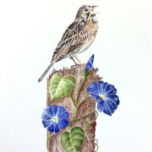 Jan Boyd Botanicals - Bird