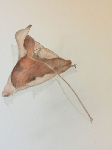 Jan Boyd Botanicals - Dried Leaf