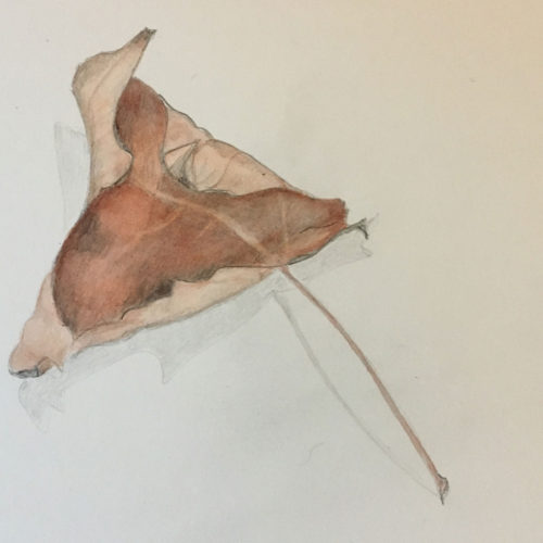 Jan Boyd Botanicals - Dried Leaf