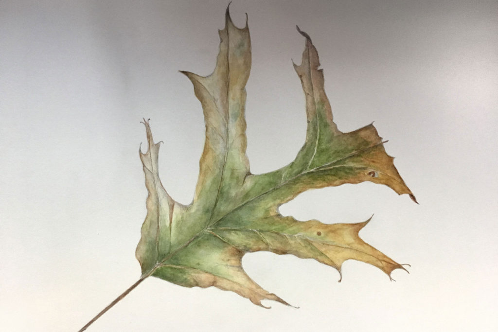 Jan Boyd Botanicals - Fall Leaf