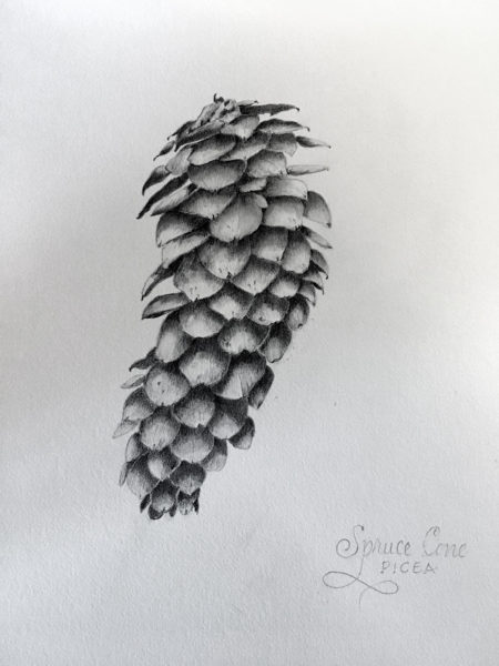 Jan Boyd Botanicals - Pine Cone