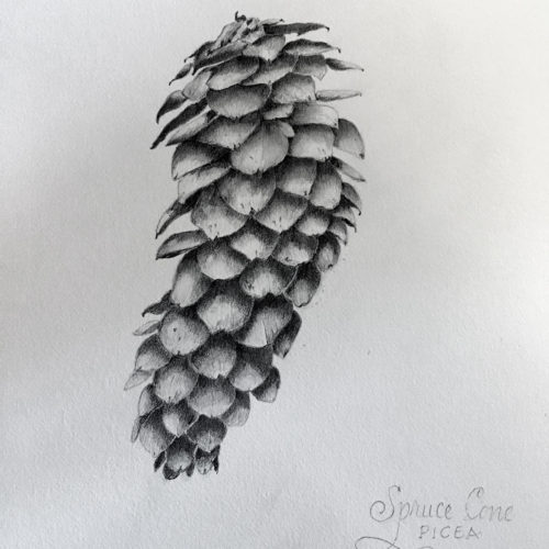 Jan Boyd Botanicals - Pine Cone