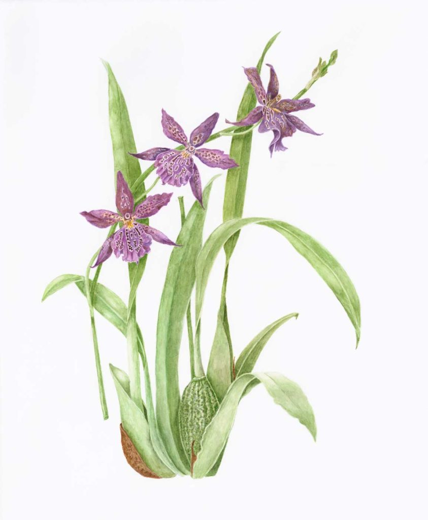 A201 Beallara Marfitch Orchid ©Jan Boyd