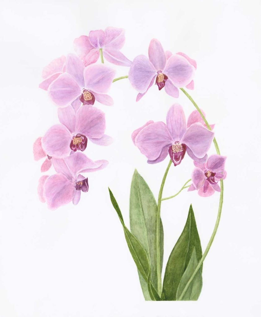 A203 Pink Phalaenopsis ©Jan Boyd