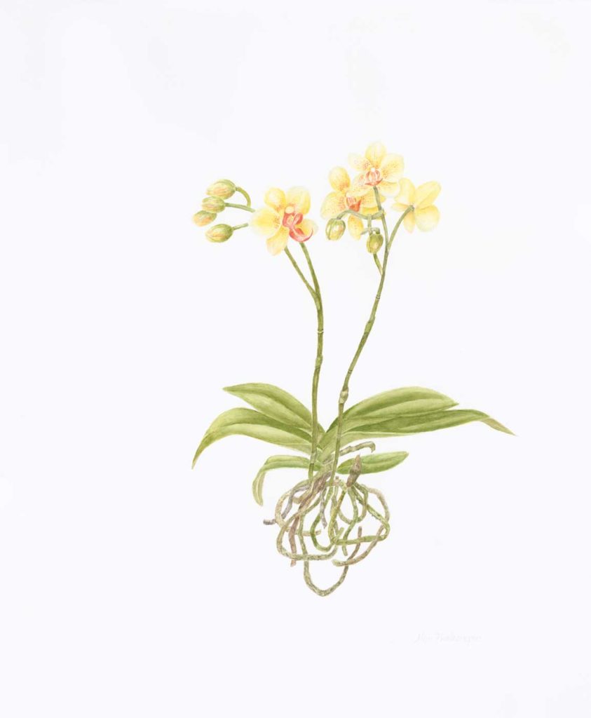 A204 Double Yellow Phalaenopsis ©Jan Boyd