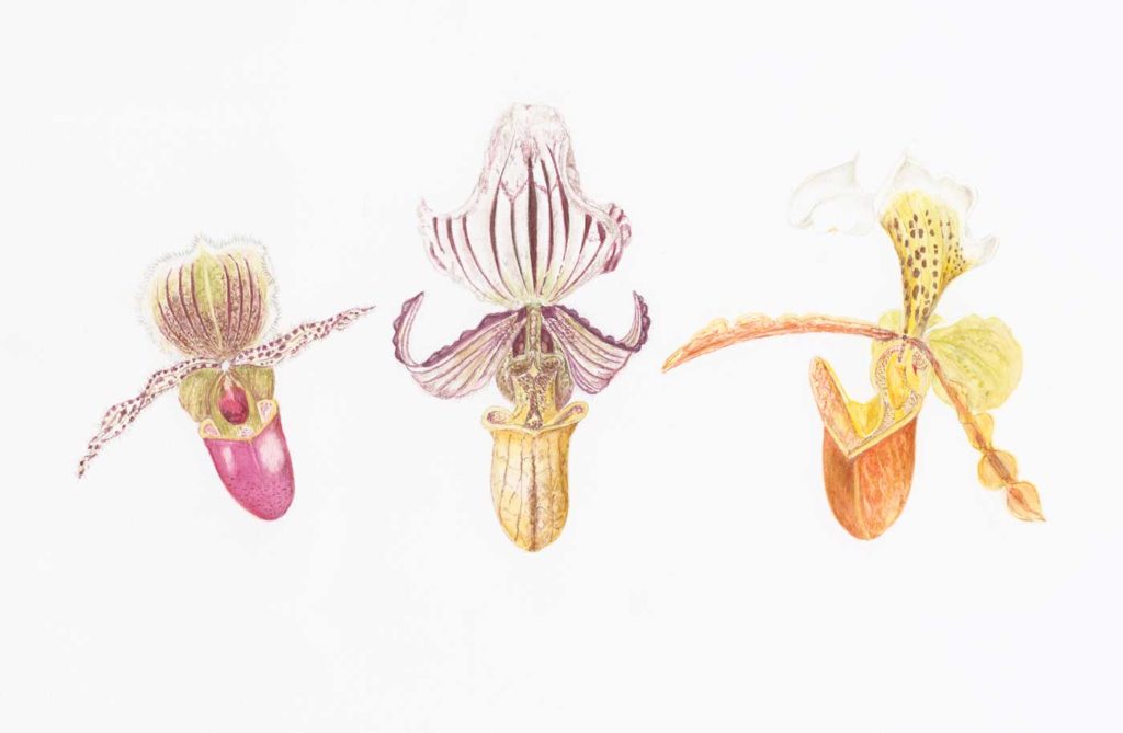 A209 Three Paphiopedilum Orchids ©Jan Boyd