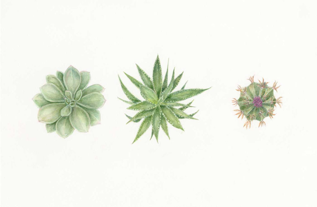 B304 Succulent Trio ©Jan Boyd